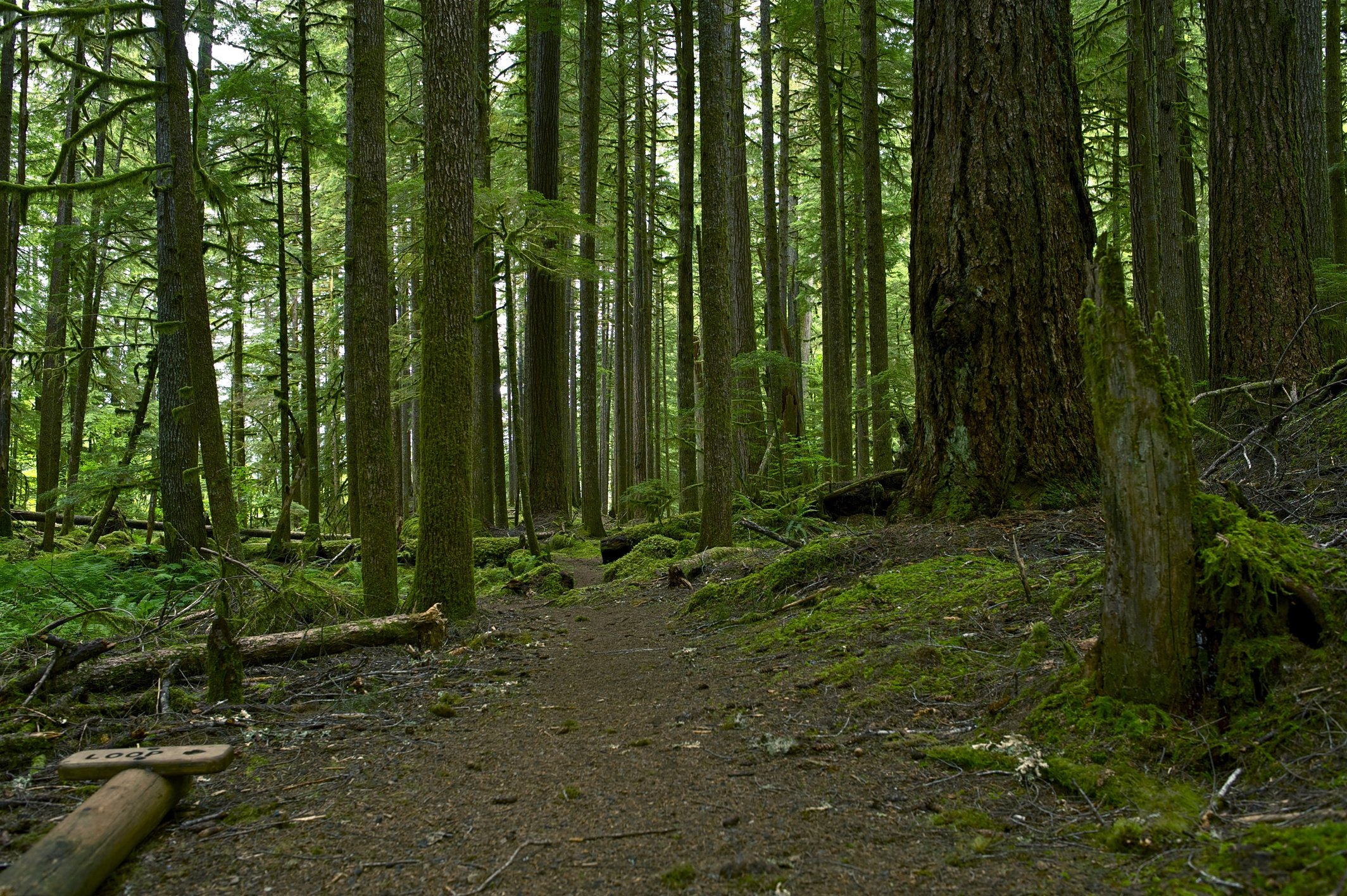 Mossy Forest Background